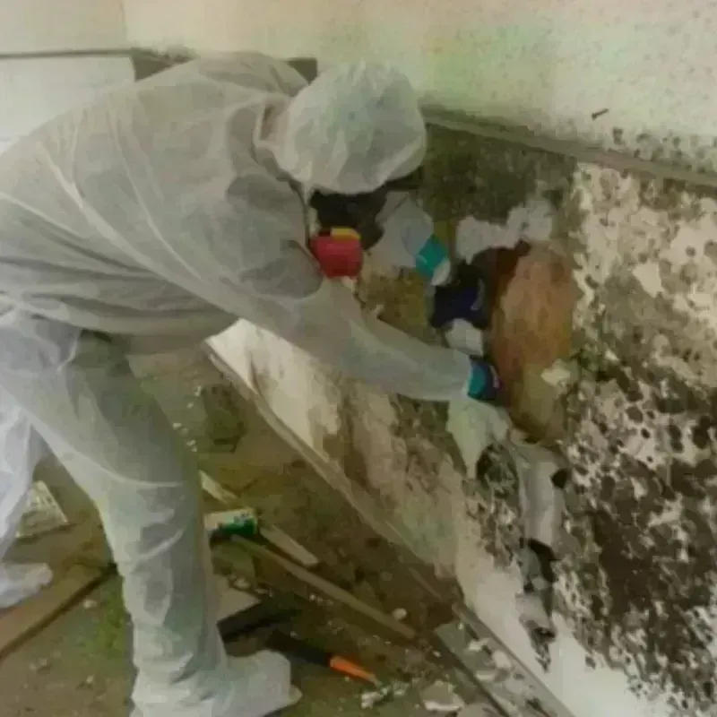 Mold Remediation and Removal in Murphy, MO